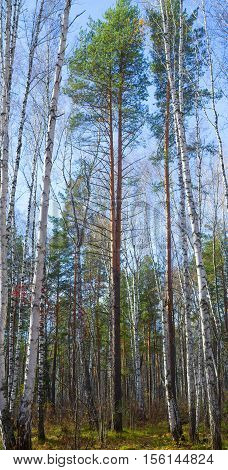 double-headed pine near bare birches in autumn forest