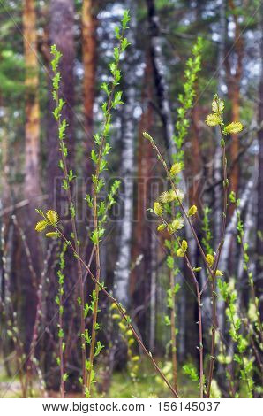 flowering young shoots in the spring forest