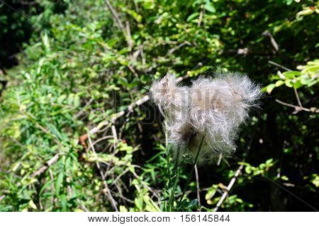 The seed head of a creeping thistle plant (Cirsium arvense), also called the Canada thistle, in a yard in Harbor Springs, Michigan during August.