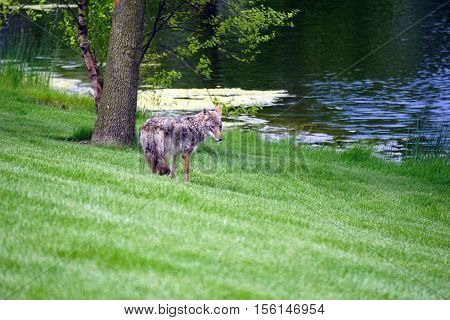 A wild coyote (Canis latrans) stands beside the shore of a small lake in the Wesmere Country Club subdivision of Joliet, Illinois during May.