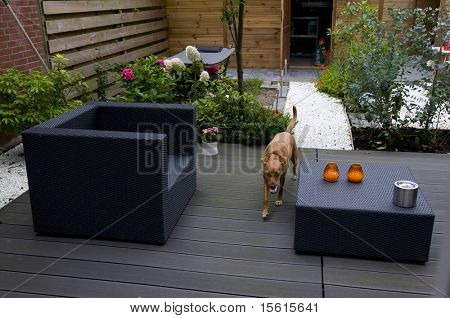 Brown dog in modern garden