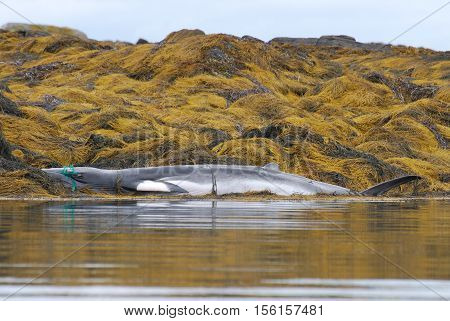 Minke whale whose mouth is tangled in a fishing net dead on a rocky cropping of seaweed covered reef.
