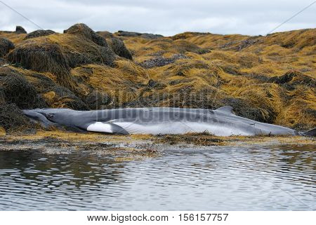 Minke whale dead on a seaweed covered reef in Maine.