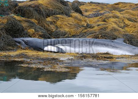 Whale dead on a rocky reef in Casco Bay Maine.