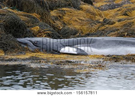 Minke whale on a rocky cropping of seaweed covered rocks.