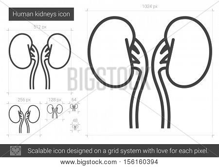 Human kidneys vector line icon isolated on white background. Human kidneys line icon for infographic, website or app. Scalable icon designed on a grid system.
