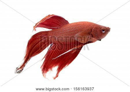 Image of a fighting fish on white background. (Betta splendens)