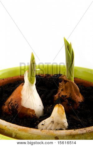 blomma tulpanlökar i grön kruka