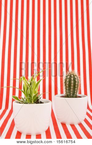 Prickley cactus com design moderno