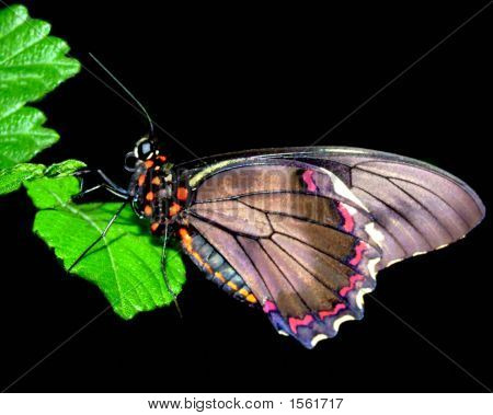 Motyl 