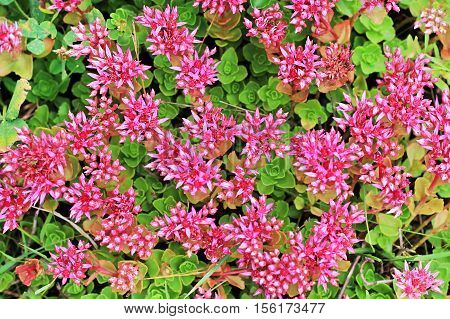 Sedum false 
