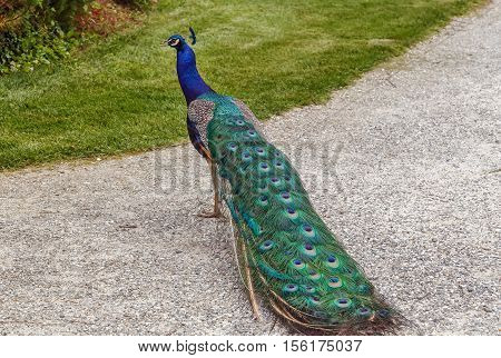 Peacock in Eggenberg Palace park in Graz Austria
