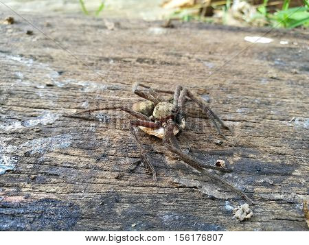 Huntsman Spider Maldon with egg. nature background