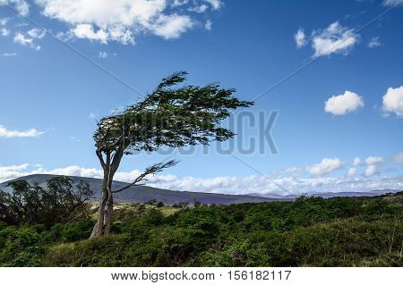 Tree deformed by the wind in Tierra del Fuego