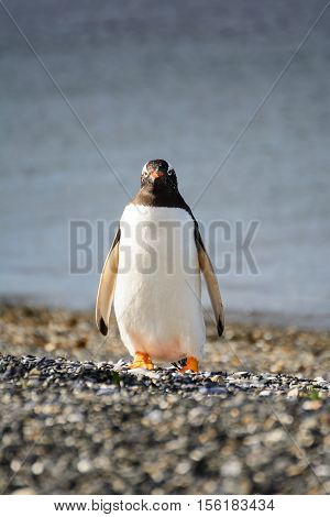 Portrait to Papua penguin on the gravel on the seashore