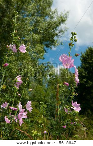 Wild rosa Malva botanico in natura all'aperto