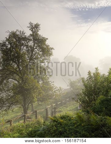 Cotswolds misty morning just after dawn and the sun is breaking through.