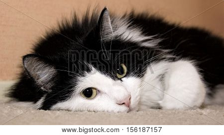 Topsy is our female cat, pictured lying on a carpet.