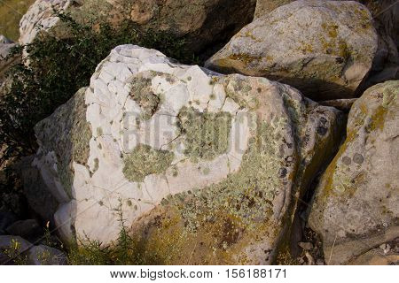 Fossil plants on rocks closeup. Nature Monument -Kamyshinskye Mountain Ears. Volgograd region Russia