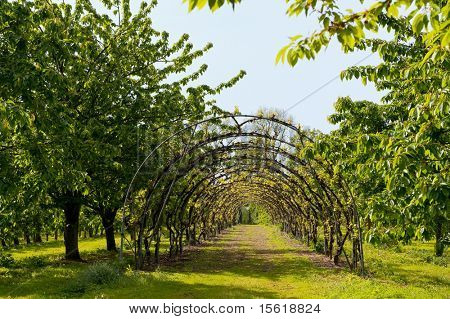 Cherry orchard with a beautiful garden