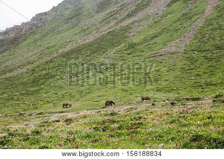 Grassland in Sichuan of balangshan , China