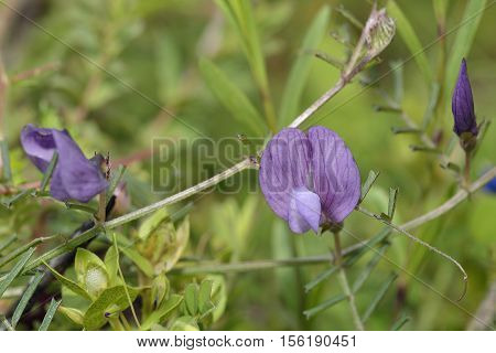 Wandering or Rambling Vetch - Vicia peregrina Wild Flower from Cyprus