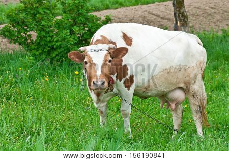 Cow grazing on a meadow. Spring day.