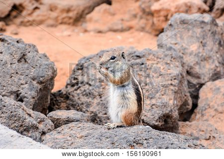 Ground Squirrel Atlantoxerus Getulus