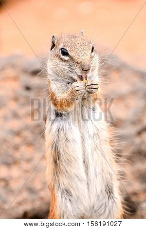 Ground Squirrel Atlantoxerus Getulus