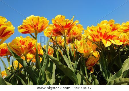 flowerbulbs som typiska jordbruk i Holland