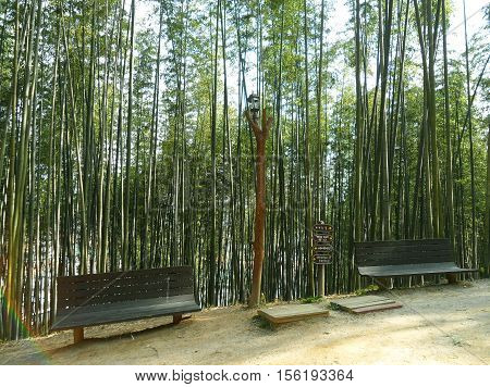 Have Some Rest!! Two Dark Brown Benches in the Green Bamboo Forest of South Korea