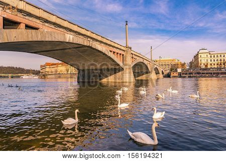 Bridge over river and white swans - Landscape of buildings and bridge in Prague city the capital of Czech Republic with a group of swans on the Vltava river on a sunny day of spring.