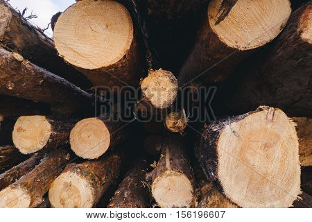 Stacked wood pine timber for construction buildings.