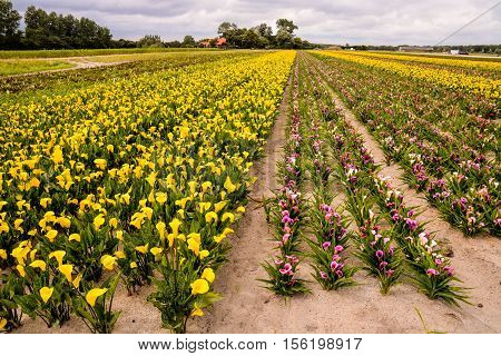 Calla Garden Field Cultivation