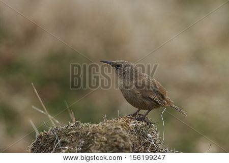 Cobb's Wren (Troglodytes cobbi) standing on hummock on Carcass Island in the Falkland Islands.