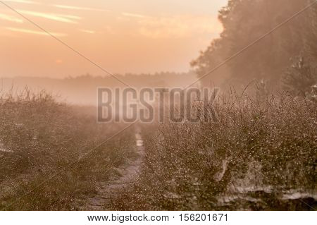 a path covered with morning dew on the heath