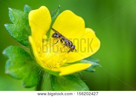 closeup of an insect on a buttercup against a green background