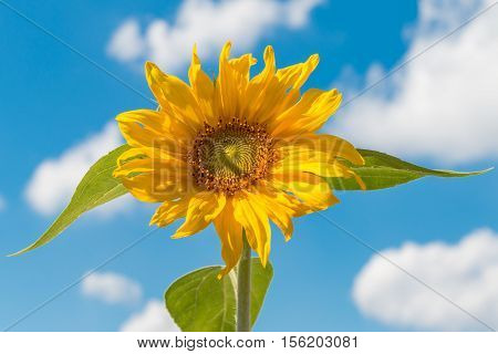 yellow sunflower against a blue sky with some clouds