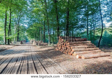 Hiking trail in Dutch National Park Veluwe with stack of sawed trunks