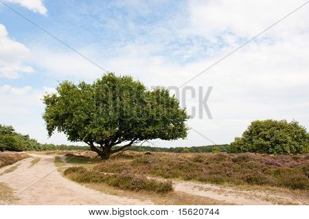Krajobraz z pola fioletowy heath w lecie