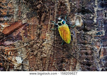 Yellow insect on tree bark. Yellow beetle