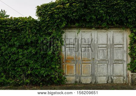 Door surrounded by plants. Wall of green leaves