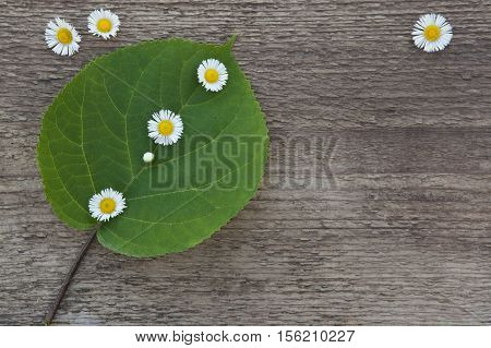Green leaf with little white flowers on a wooden background. Picked blossoms. Clear space for your ideas.