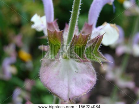 Salvia officinalis is a large genus of perennial herbaceous plants and shrubs