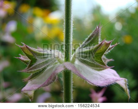 Salvia officinalis is a large genus of perennial herbaceous plants and shrubs