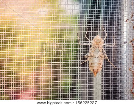 Empty cicada shell or casing from moulted cicada insect in the morning sunlight / Selective focus and color filter effect/ With place your text