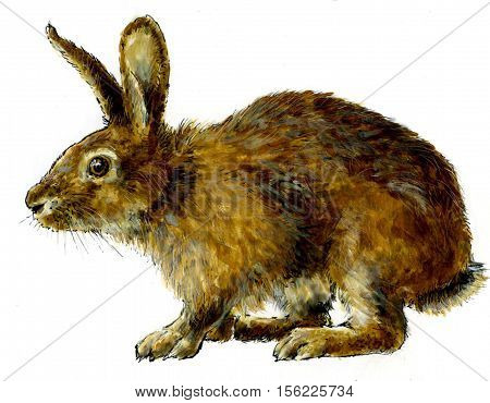 Realistic Illustration Of A Rabbit With White Tail