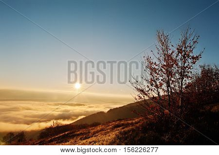 Autumn Trrees Background Amazing Picturesque Landscape Of Carpathian Mountains On Fog And Morning Su