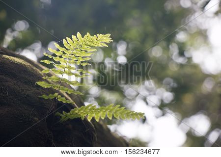 Fern Frond, Tropical Green Leafs Nature Background