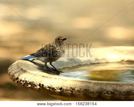 Bluebird standing in birdbath about to take a drink of water.